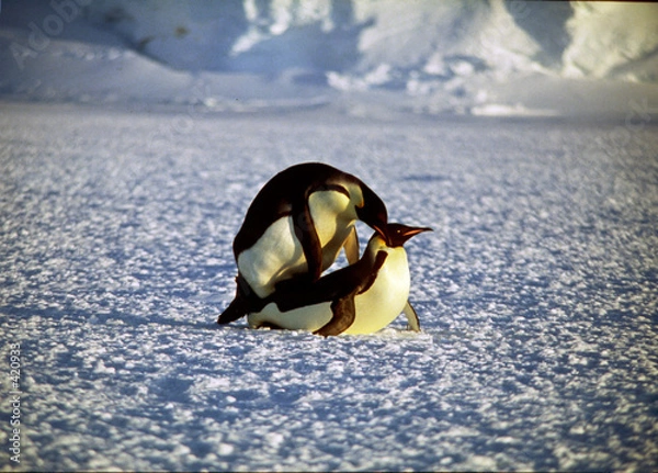 Obraz accouplement manchot empereur