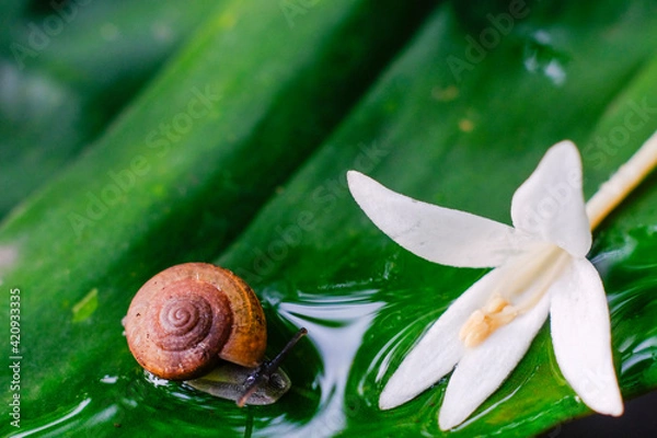 Obraz snail on leaf