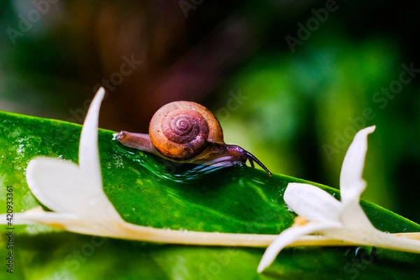 Obraz snail on leaf