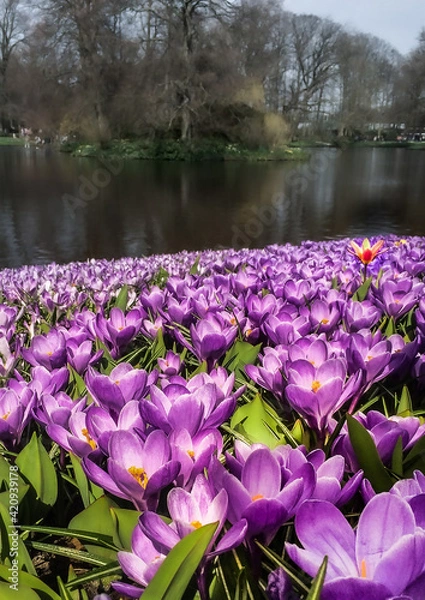 Fototapeta spring time in the park
