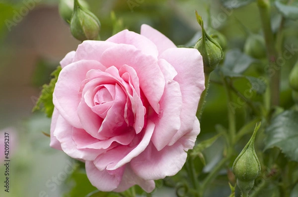 Obraz Pink rose in a garden