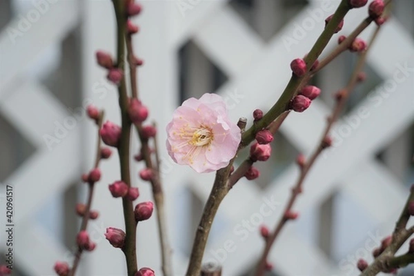 Obraz ベランダに咲く梅の花