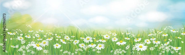 Obraz Vector summer nature  background, white chamomiles blossoming field.