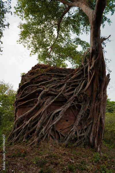 Fototapeta  Ruins of   goal kampong tom Wat Temple with root of trees in forest  Cambodia.