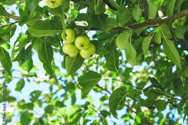 Fototapeta Green apples on a branch with leaves.