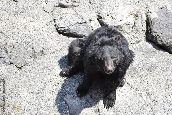 Obraz ツキノワグマ