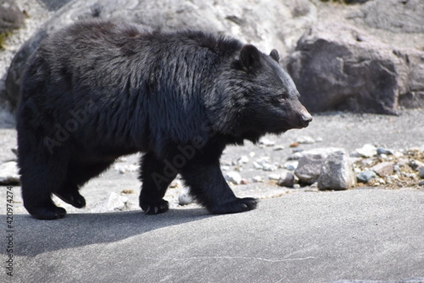 Fototapeta ツキノワグマ