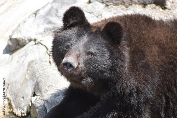 Obraz ツキノワグマ