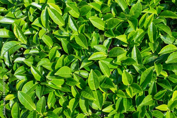 Obraz Fresh tea leaves background