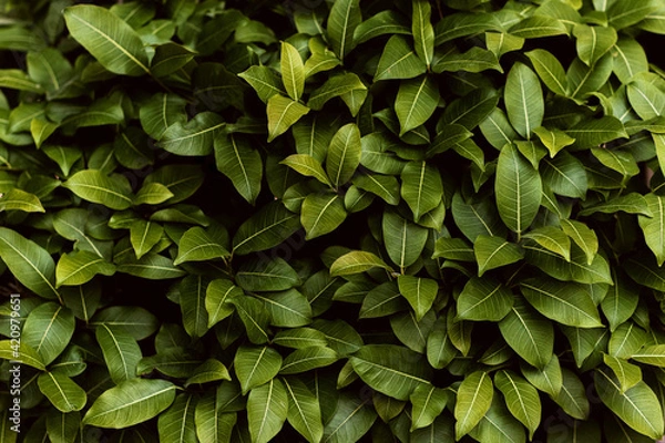 Obraz Closeup green leaves background, Overlay fresh leaf pattern, Natural foliage textured and background