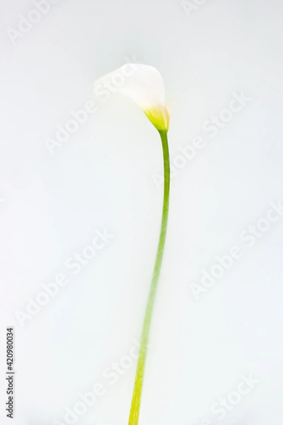 Fototapeta Tender calla flower with fragile petals on white background