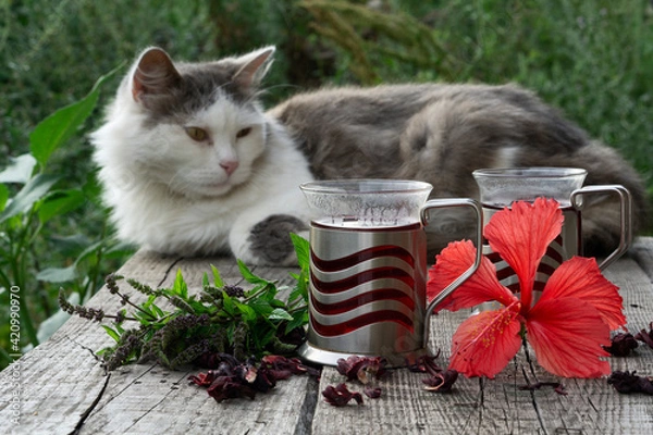 Fototapeta  Glass cup of  red herbal Hibiscus tea with ingredients  and sleep cat on wooden table  against a blurred green