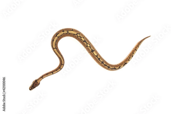 Fototapeta Ball python