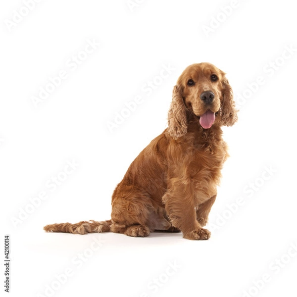 Obraz Cocker Spaniel