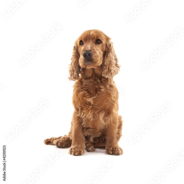 Fototapeta Cocker Spaniel