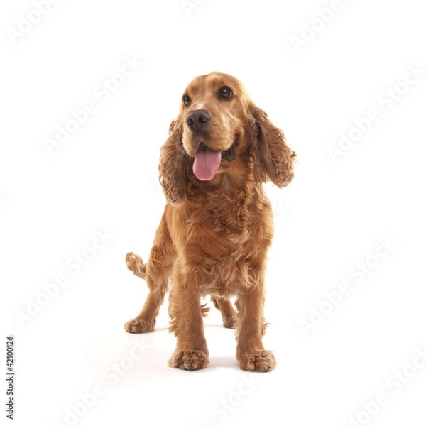 Obraz Cocker Spaniel