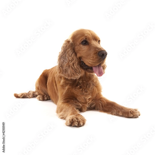 Fototapeta Cocker Spaniel