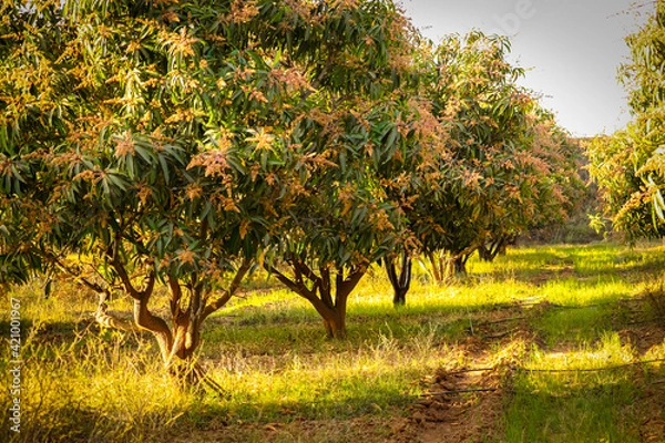 Obraz Mango farm in north india,summer background,Agriculture of mango,Green mango tree garden in Thailand, Mango flowers on Tree