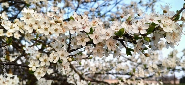 Obraz branches in spring