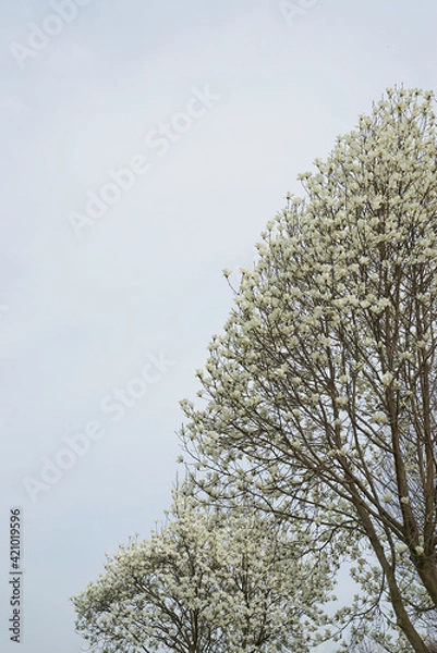 Fototapeta 白い花