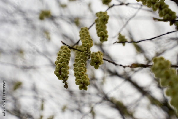 Fototapeta 黄色い花