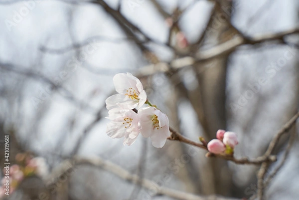 Fototapeta サクラ