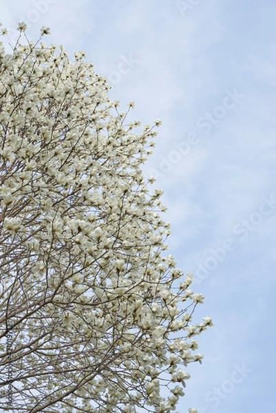 Fototapeta 白い花
