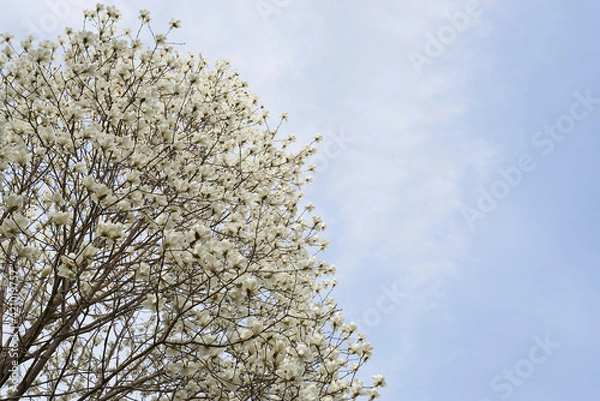 Fototapeta 白い花