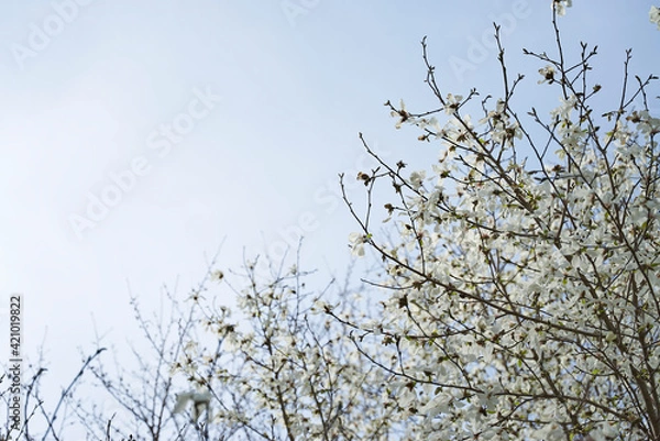 Fototapeta 白い花