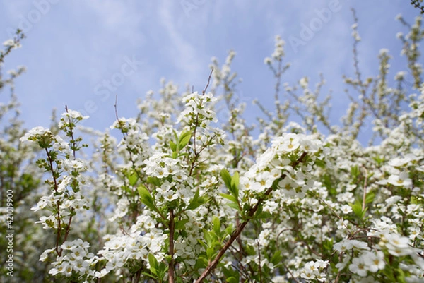 Fototapeta 白い花