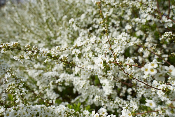 Fototapeta 白い花