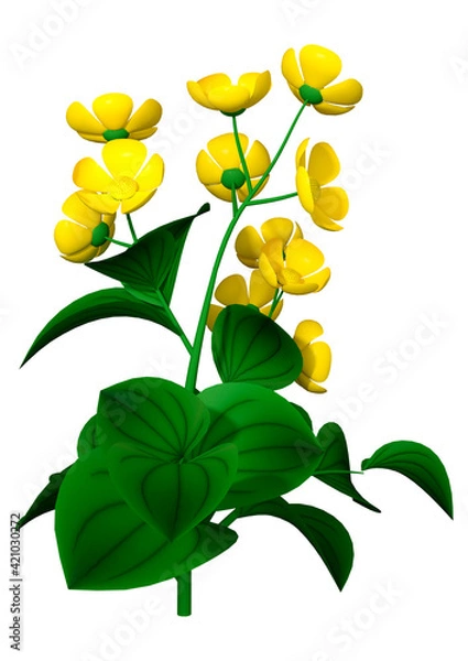 Fototapeta 3D Rendering Buttercup Flowers on White