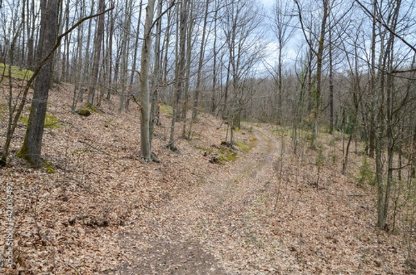 Fototapeta Forest in winter. Trees without leaves. Cloudy winter day in woods. 