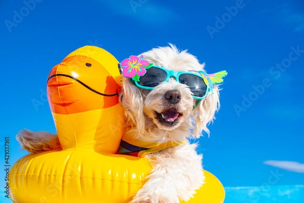 Obraz happy dog with sunglasses and floating ring