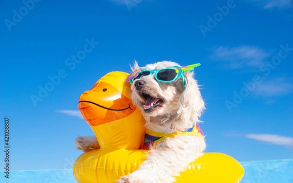 Obraz happy dog with sunglasses and floating ring