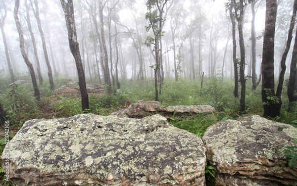 Obraz The rocks are laid out in the park on a foggy day
