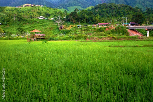 Obraz Rice fields are steps Green and yellow on the high mountains
