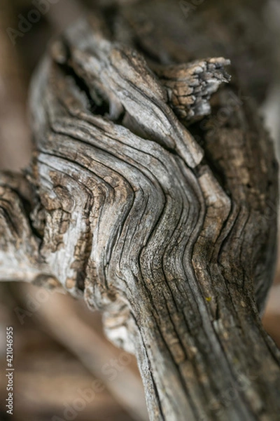 Obraz Texture bois mort de vigne