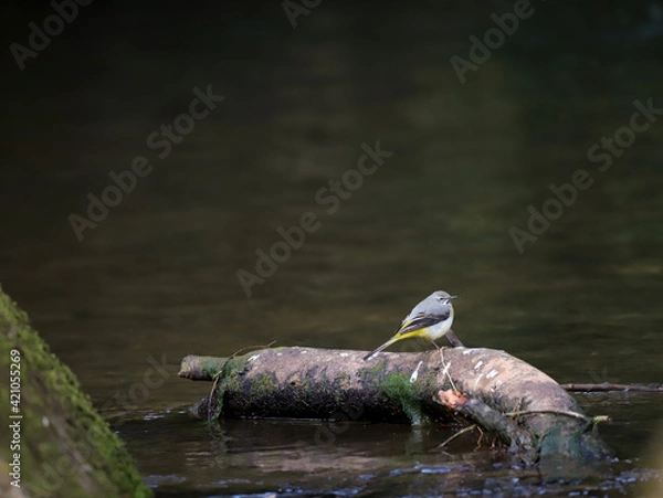 Obraz Grey Wagtail Perched on a Fallen Log in the Brook