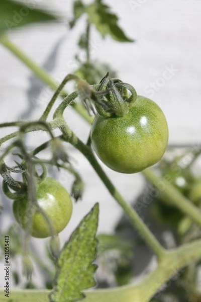 Fototapeta green tomatoes in vegetable garden