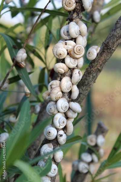 Fototapeta snails in shell on a branch