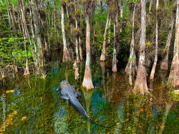 Obraz Alligator swimming in the shallow water in Big Cypress National Preserve.