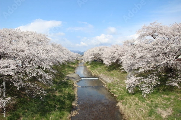 Fototapeta 桜並木