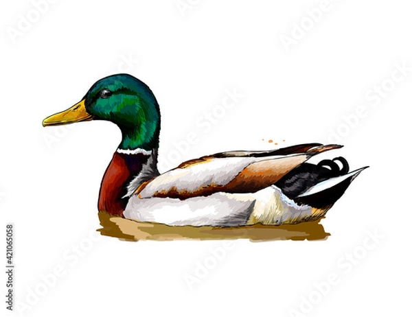 Obraz Duck from a splash of watercolor, colored drawing, realistic. Vector illustration of paints
