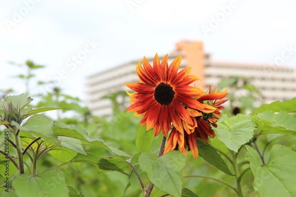 Fototapeta ひまわり畑