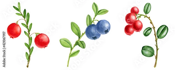 Fototapeta watercolor berries of cranberries, lingonberries and blueberries