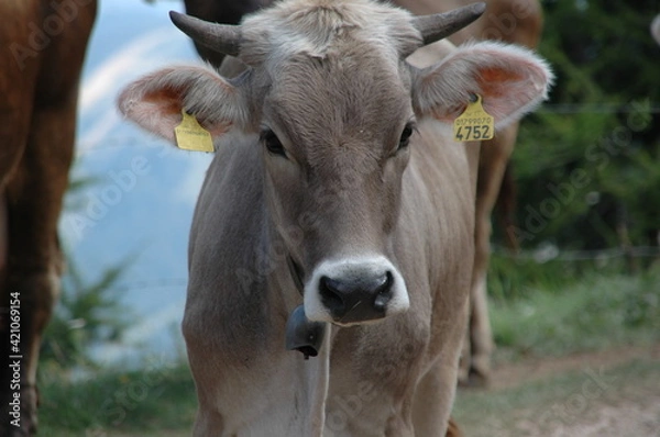 Fototapeta calf