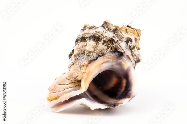 Obraz sicilian shell