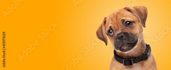 Obraz mixed breed puppy, half pug, half cavalier king charles spaniel