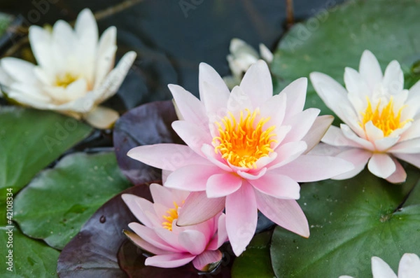 Obraz tło lilia wodna